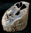 Polished Blue Forest Petrified Wood Limb (-/ lb) #14049-1